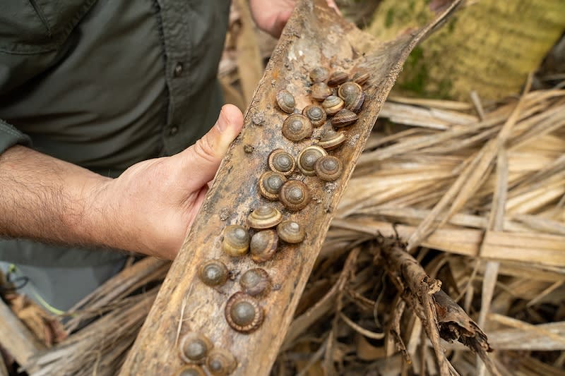 Extinct' Snail Saved as Zoo Releases 100,000 Into Wild - Image 3