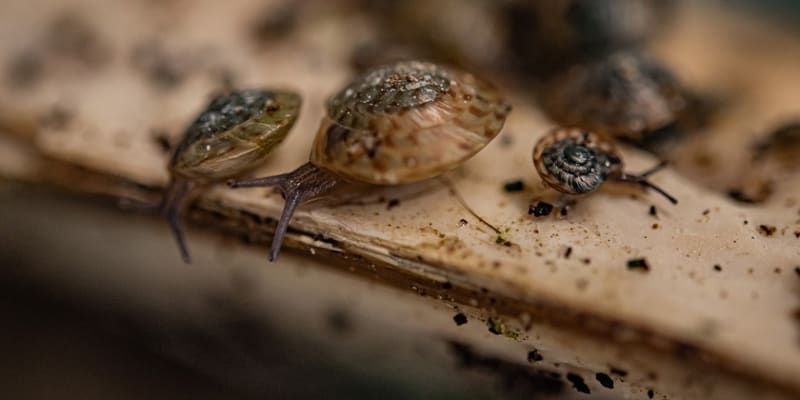 Extinct' Snail Saved as Zoo Releases 100,000 Into Wild