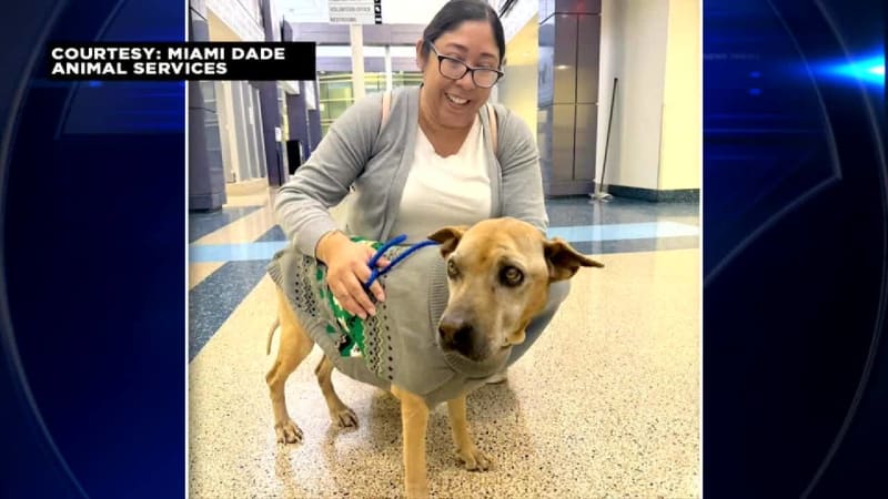Dog Reunited with Owner After Missing 10 Years in Miami