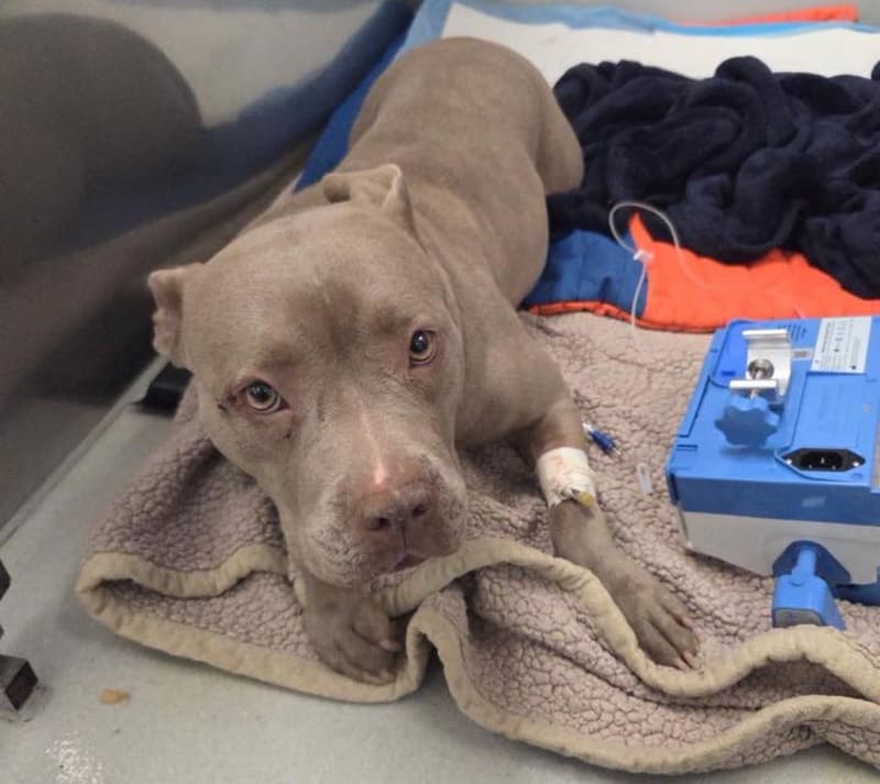 Stranger Saves Injured Dog Left on Icy Lebanon County Road