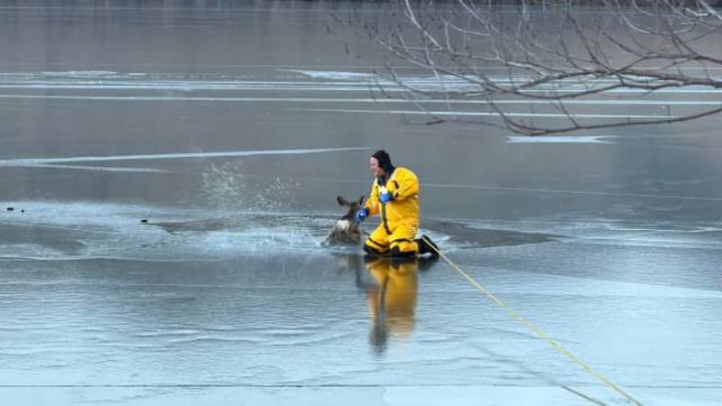 Utah Crews Rescue Deer That Fell Through Frozen Lake - Image 2