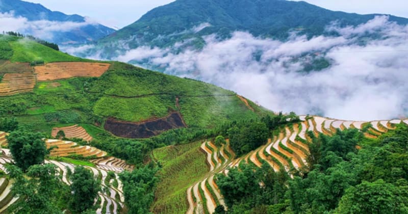 Vietnam Plants 15,000 Trees After Typhoon Yagi Damage