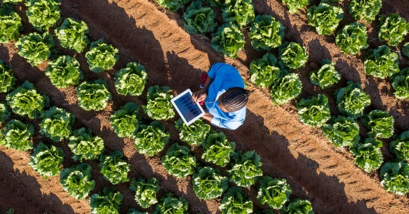 Africa's Tech Integration Could Transform Food Security