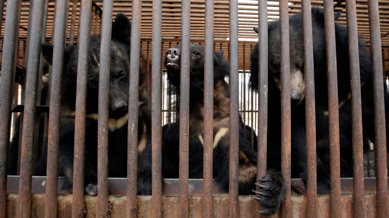 South Korea Takes Landmark Step to End Bear Bile Farming, Marking Major Animal Welfare Victory