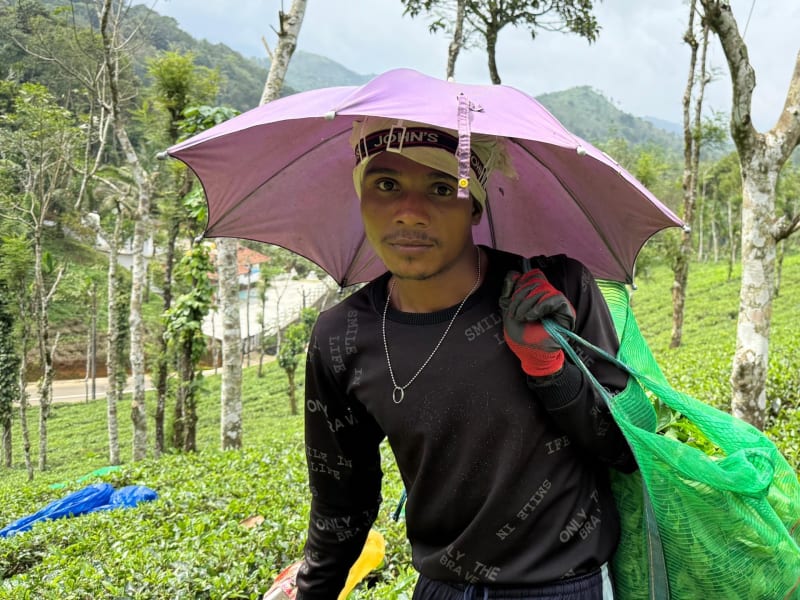 Young tea pickers harvesting fresh green leaves on lush hillside plantation in Wayanad, Kerala