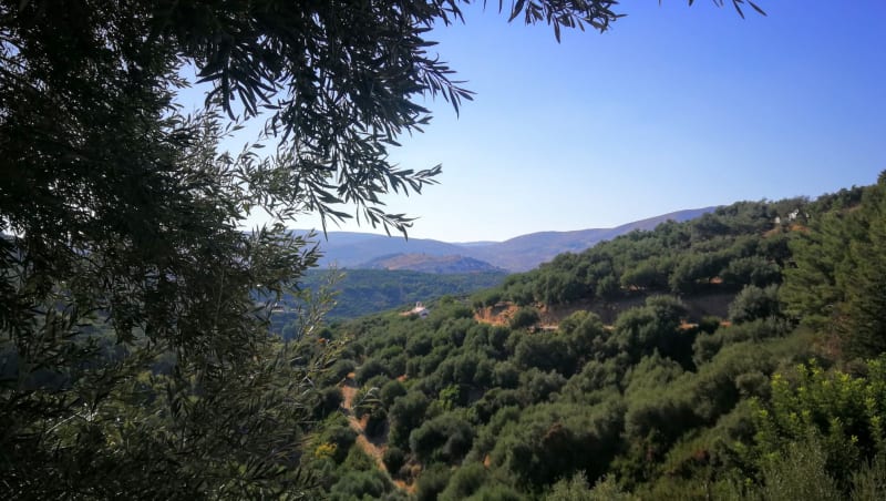 Crete Plants Hundreds of Trees to Fight Desertification