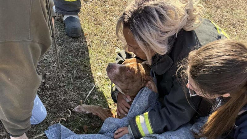 Firefighter in orange ice rescue suit swimming toward dog in icy pond water