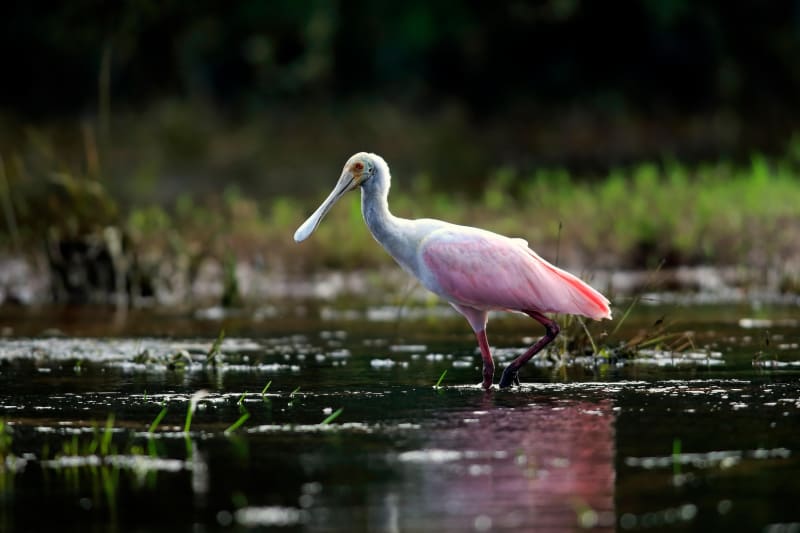 Brazil Pledges to Protect 80% of Amazon Rainforest by 2030