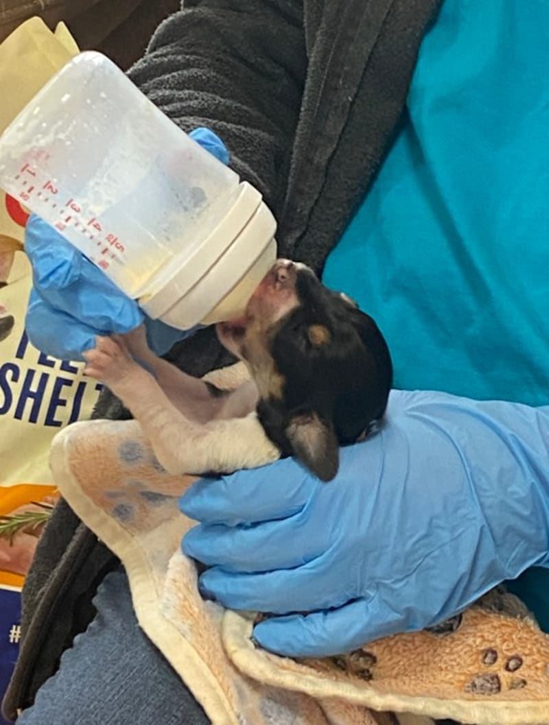 NC Rescue Gives 10 Rural Shelters Puppy Incubators - Image 3