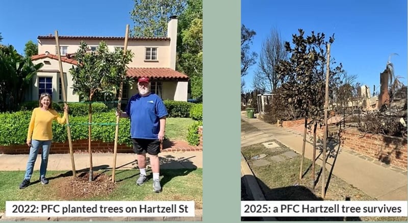 Pacific Palisades Plants Trees After Devastating Fire