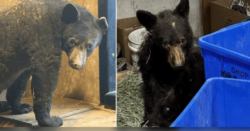 Burned Bear Cub Valkyrie Now Bandage-Free After 39 Days