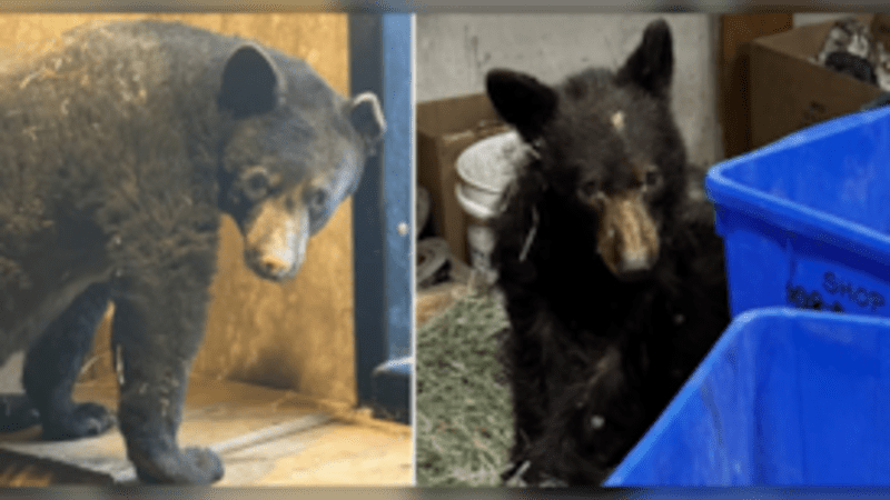 Burned Bear Cub Valkyrie Now Bandage-Free After 39 Days - Image 4