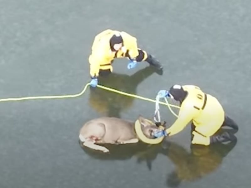 Fire Crew Saves Exhausted Deer From Frozen Colorado Lake - Image 3