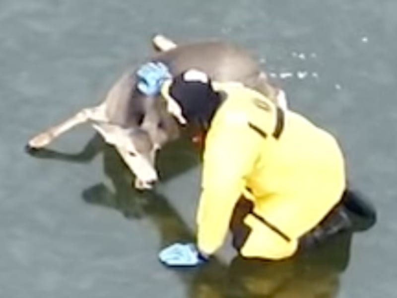 Fire Crew Saves Exhausted Deer From Frozen Colorado Lake - Image 4