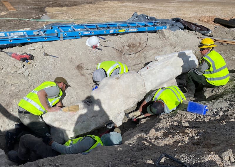 First Dinosaur Fossil in 100 Years Found at Utah Park - Image 2