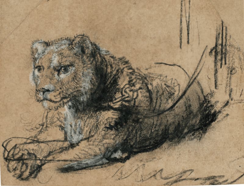 Rembrandt Drawing Sells for $13.7M to Save Big Cats
