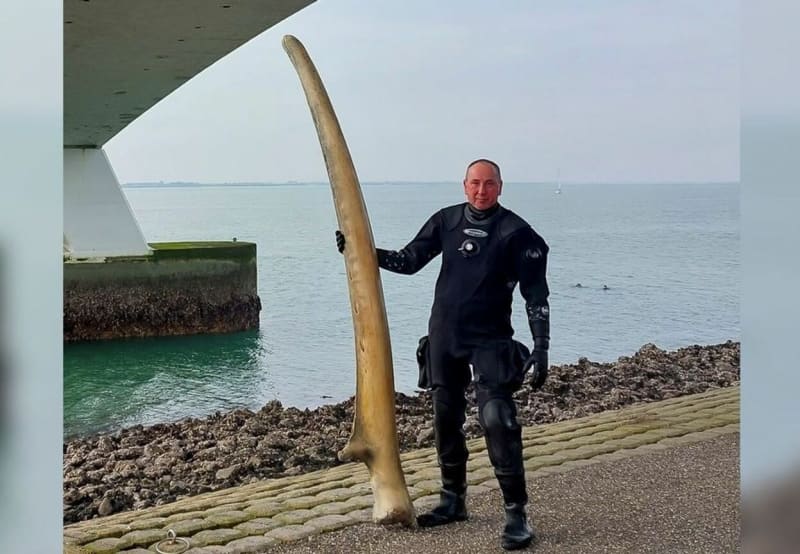Museum Whale Jawbone Rescued From Sea After Secret Dump