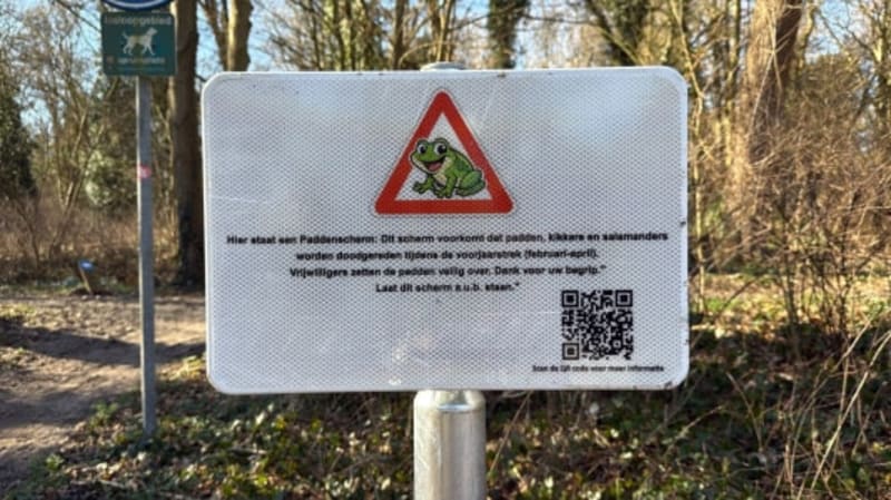 Volunteer holding small brown toad during nighttime rescue operation in Netherlands