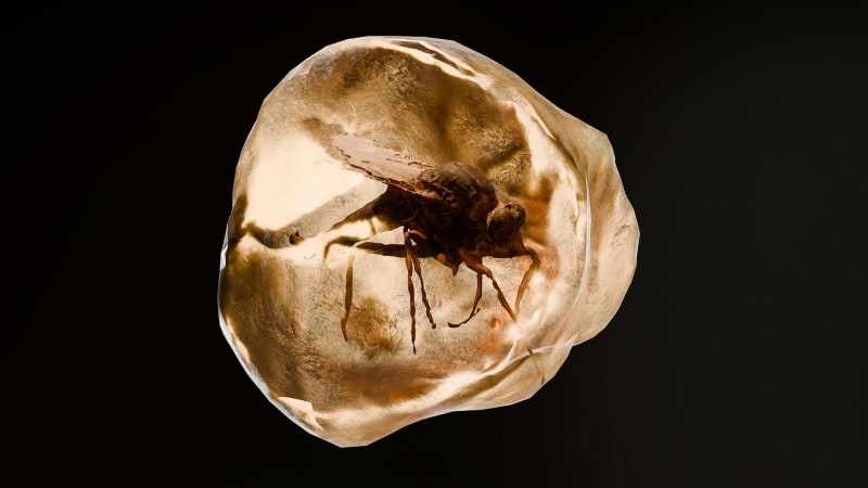 Microscopic view of ancient wasp preserved in golden amber from Spanish cave