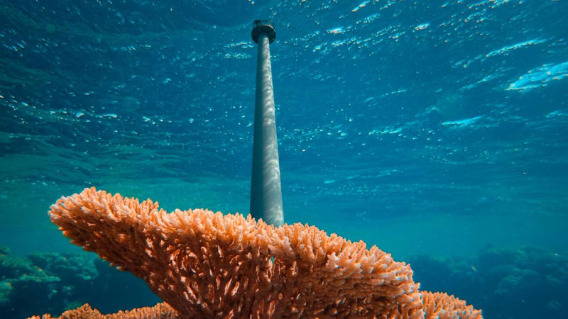 Underwater view of reef cube structures around offshore wind turbine foundation with marine life