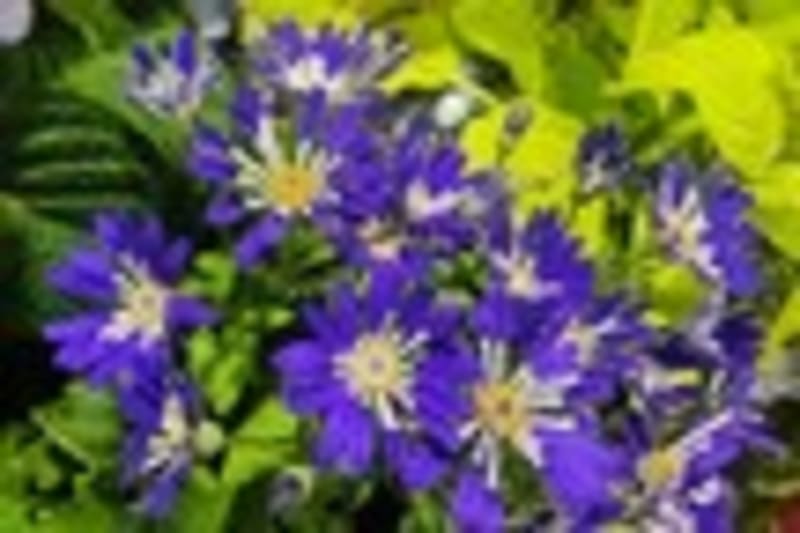 UAE Flower Festival Honors Agricultural Innovation - Image 2