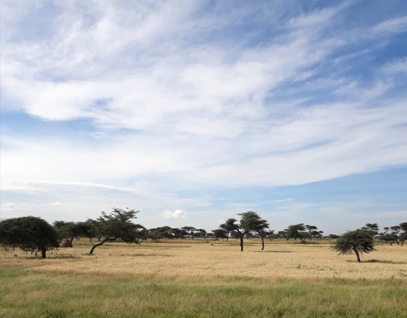 Government representatives and researchers gather at Ethiopia's National Agroforestry Strategy launch in Addis Ababa