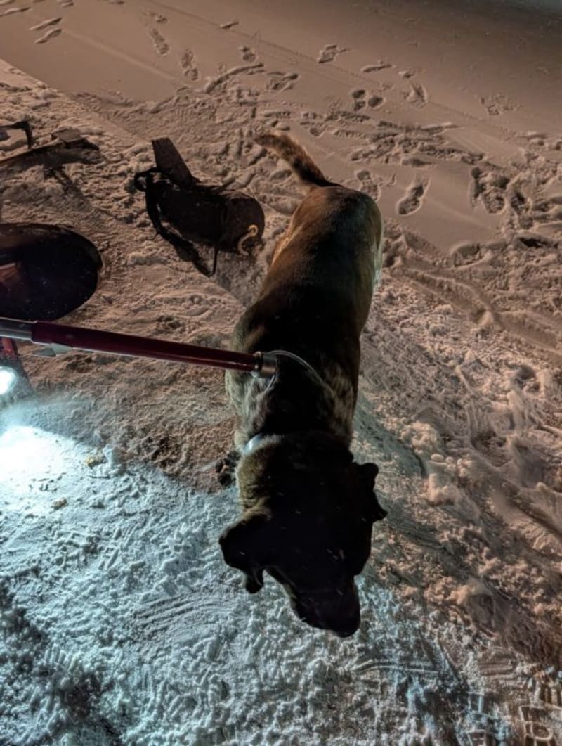 Firefighters Save Dog Trapped in Frozen Storm Drain - Image 3