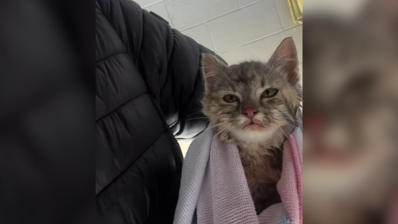 Man Saves Kitten Frozen to Detroit Dock in Blizzard - Image 2