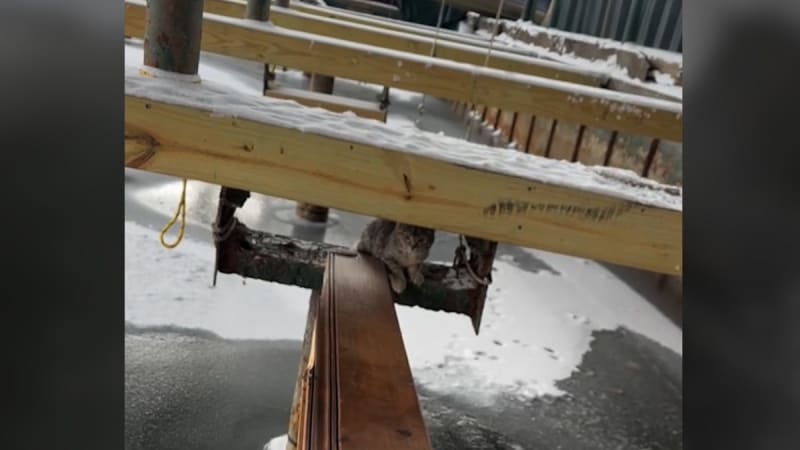 Small rescued kitten wrapped in towel after being freed from frozen marina dock