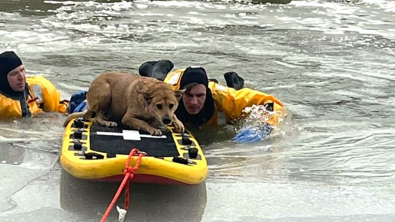 Brown German Shepherd mix dog Kita after being rescued from icy river