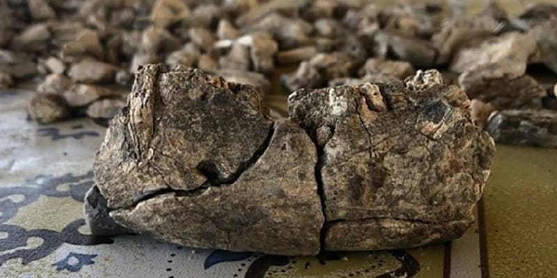 2.6M-Year-Old Jaw Rewrites Human Evolution Map