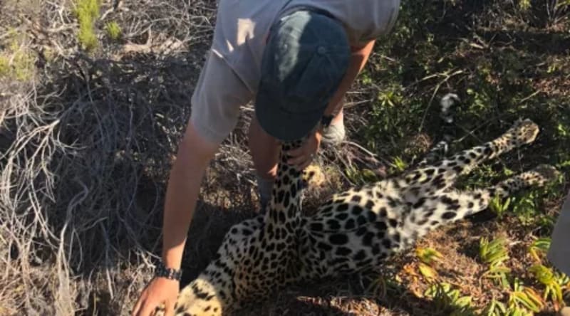 Rescued Turtle Finley Defies Death at uShaka Sea World - Image 3