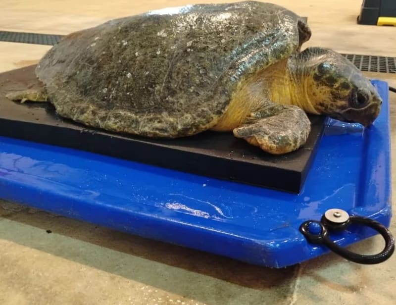 Rescued Turtle Finley Defies Death at uShaka Sea World - Image 2