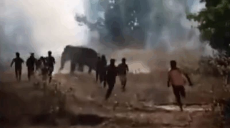 Rescued Turtle Finley Defies Death at uShaka Sea World - Image 4