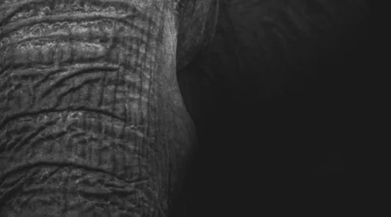 Rescued Turtle Finley Defies Death at uShaka Sea World - Image 5