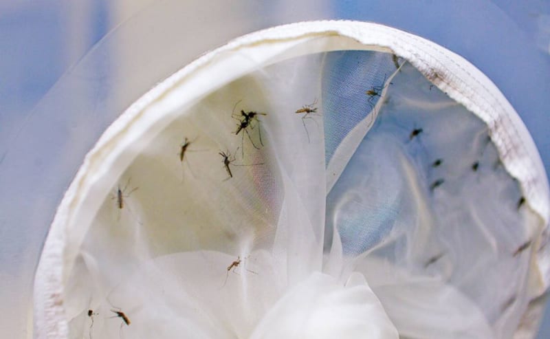 Singapore Cuts Dengue Cases 71% With Bacteria-Infected Bugs - Image 2