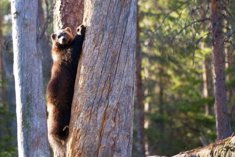 Colorado Plans Return of Wolverines After 100-Year Absence - Image 2