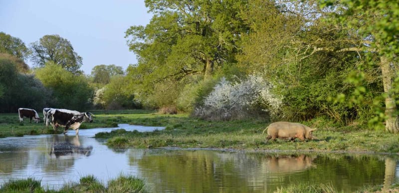 916% More Birds at England Rewilding Site in 25 Years