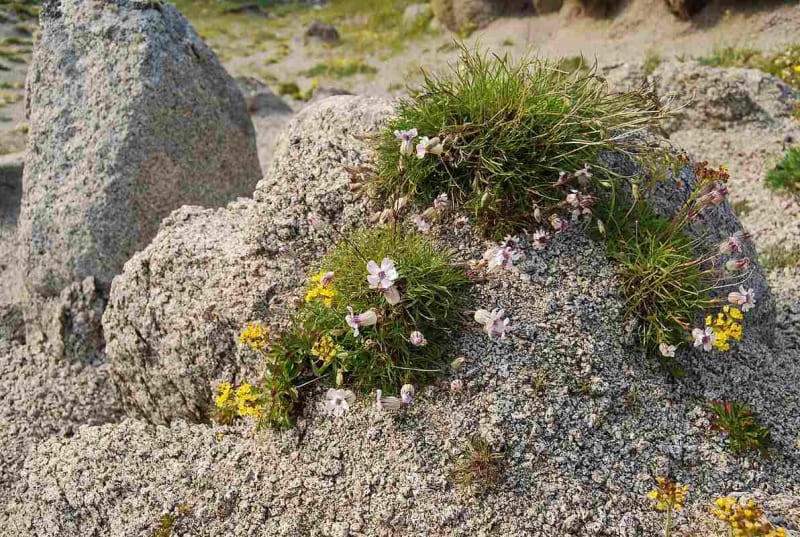 White flowers of Silene stenophylla plant blooming against green foliage background