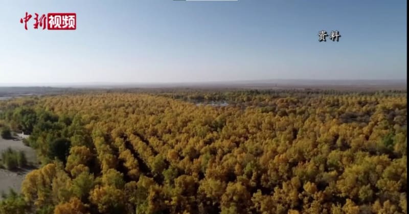 China Plants 66B Trees, Turns Desert Into Carbon Sink - Image 2