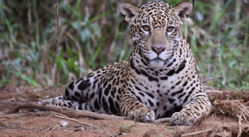 Jaguars Recorded Meowing for the First Time in Brazil