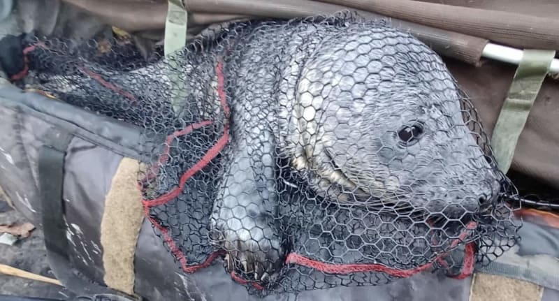 Miracle on the River: Grey Seal Pup Rescued in Unexpected Holiday Encounter