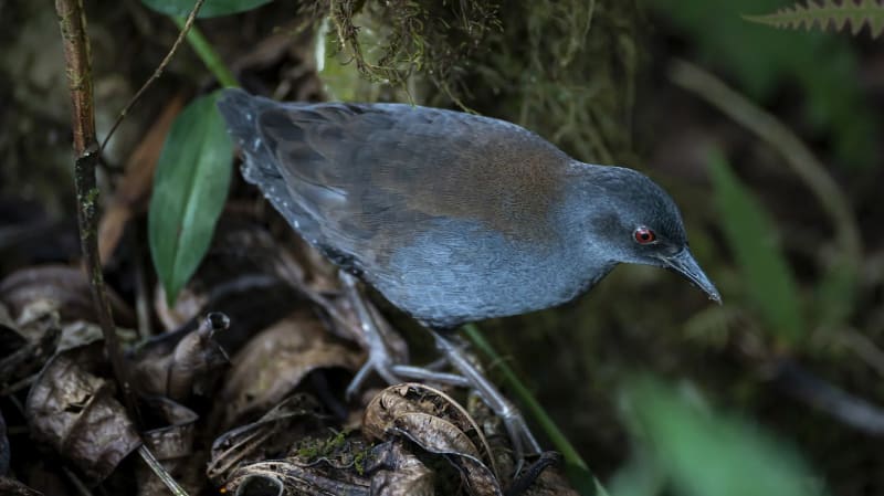 Rare Blue Galapagos Rail Emerges from Extinction, Marking Remarkable Island Restoration Success