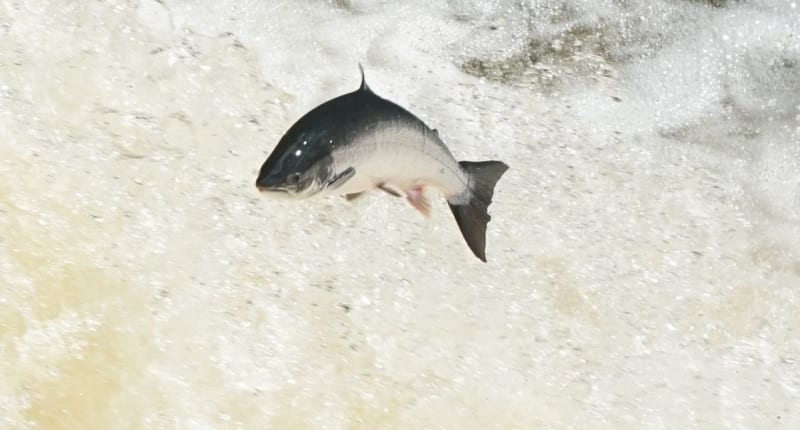 Atlantic Salmon Return: Life Rebounds in England's Once-Dead Rivers