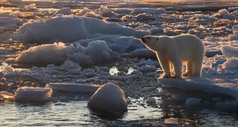Svalbard Polar Bears Healthier Despite 100 Fewer Ice Days