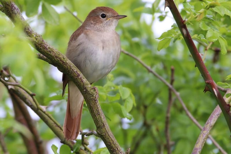 916% More Birds at England Rewilding Site in 25 Years - Image 3