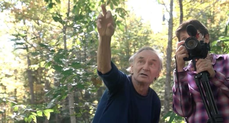 Tall American chestnut tree with healthy green canopy growing in Maine forest
