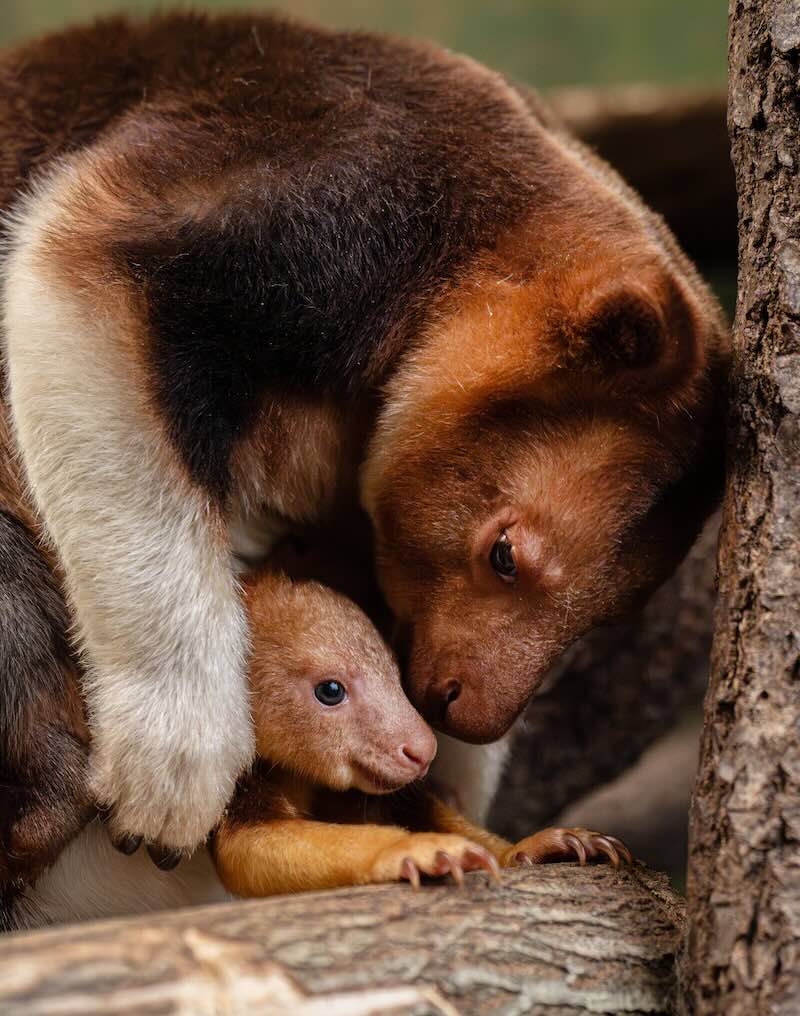 Tiny Pouch-Cam Captures Endangered Tree Kangaroo Joey - Image 4
