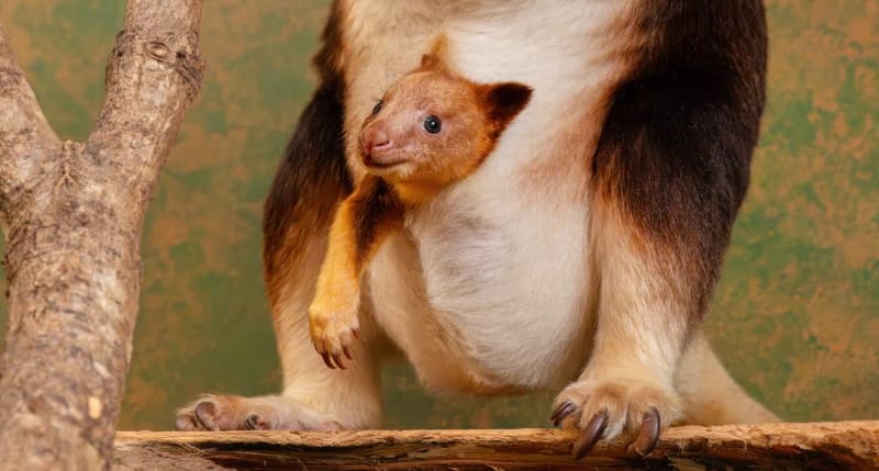 Tiny Pouch-Cam Captures Endangered Tree Kangaroo Joey