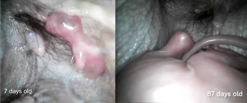 Tiny Pouch-Cam Captures Endangered Tree Kangaroo Joey - Image 3